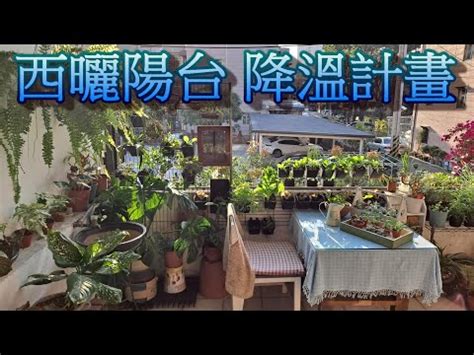 陽台西曬遮陽|西曬陽台觀葉植物必備指南：打造生機盎然的綠色角落。